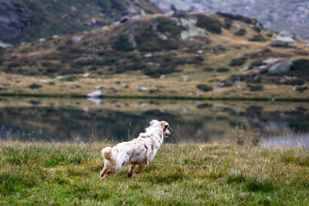Vacations with your four-legged friend - Guide for vacations with your dog on the Arlberg