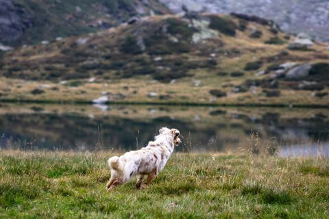 Vacations with your four-legged friend - Guide for vacations with your dog on the Arlberg