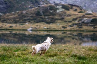 Urlaub mit Vierbeiner - Guide für den Urlaub mit Hund am Arlberg